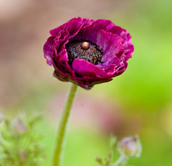 Purple ranunculus