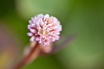 Pink Flower  - Persicaria capitata