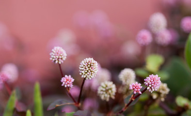 Persicaria capitatas