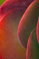 Red and Green succulents