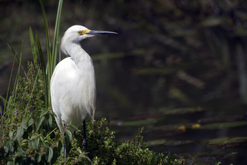 Snowy egret fishing on lake