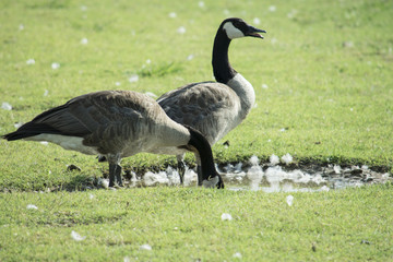 DUCK SWIMMING