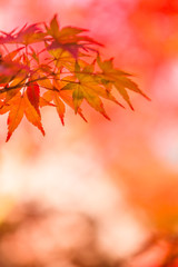 Naklejka na ściany i meble Red Autumn Japanese Maple Leaves