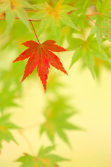 Red and Green Autumn Japanese Maple Leaves