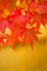 Red and Yellow Autumn Japanese Maple Leaves
