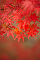 Red Autumn Japanese Maple Leaves