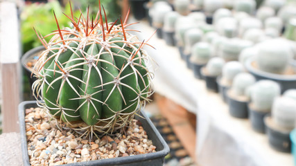 cactus in the flowerpot