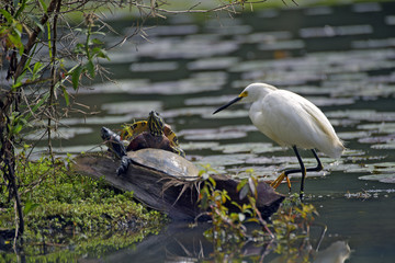 Snowy egret fishing on lake