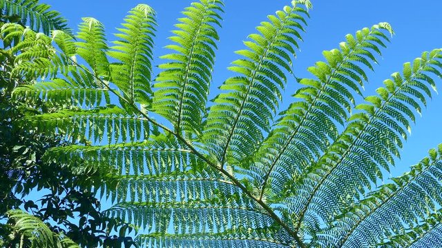 Backlit close up of green ferns with a blue sky background.