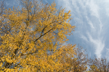 Obraz premium Golden willow trees