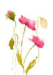 Modern poppy flowers on white, watercolor painting, floral art, lovely art, bloom flower