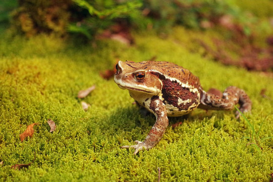 66 件の最適な ガマガエル 画像、ストック写真、ベクター | Adobe Stock