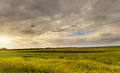 Field of bright yellow rapeseed in spring. Rapeseed oil seed rape.