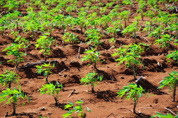 The cassava growing in plantation