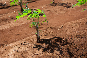 The cassava growing in plantation