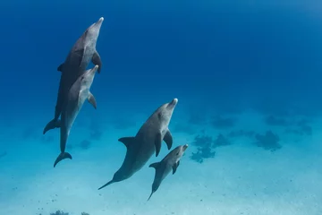 Foto auf Acrylglas A dolphins family pod of four animals with baby dolphin that staying close with its mom  underwater. Blue water wildlife background of Red Sea © willyam