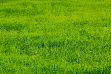 Rice in a field .