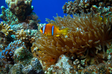 Fototapeta na wymiar Anemone fish in coral reef of blue water of Red sea