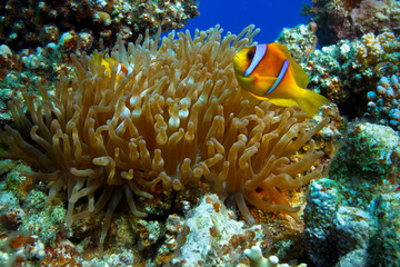 Fototapeta na wymiar Anemone fish in coral reef of blue water of Red sea