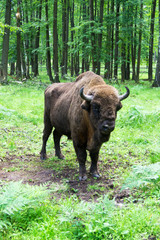 European bison (Bison bonasus),
 wisent, auroch, zubr
.

