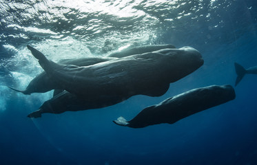 A pod of spermwhales in Atlantic ocean. Wildlife in underwater environment. Family of Whales...