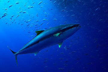 Obraz na płótnie Canvas A yellow fin tuna swims in the clear waters of Guadalupe Island, Mexico