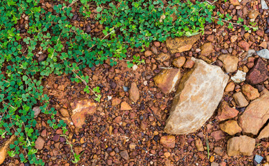 green vine leaf cover ground make beautiful space