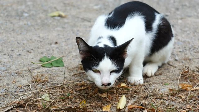 Adorable white cat vomit but nothing out then lick its fur
