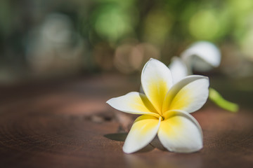 White plumeria flower on table