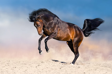 Fototapeta na wymiar Bay horse in dust run fast against blue sky