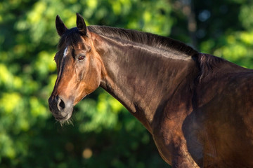 Bay horse portrait outdoor against green trees
