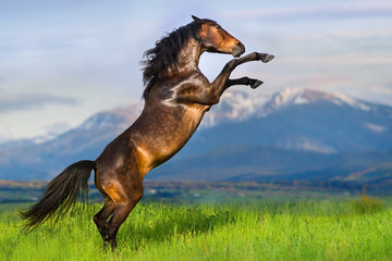 Bay stallion with long mane rearing up in green meadow against mountain landscape