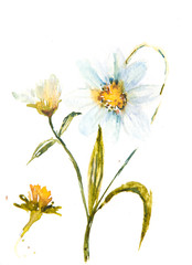 Wildflower painting, floral art, watercolor painting
