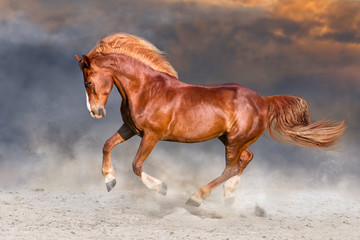Red horse with long blonde mane run in desert dust