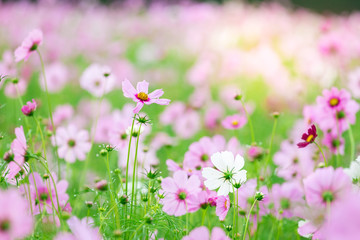 Fototapeta premium Cosmos flower (Cosmos Bipinnatus) in the garden