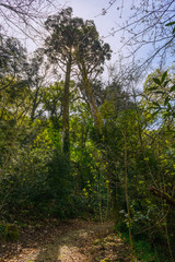 Paths in the forest of bussaco. Coimbra. Portugal