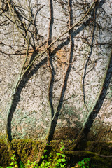 Fragment of the palace of bussaco. Coimbra. Portugal