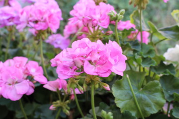 Beautiful pink muscat geraniums flower with green background in the garden. Selective focus. Close up. Blurred background