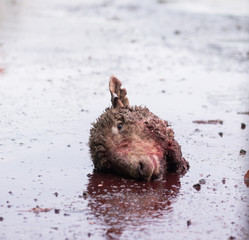 Sheep's head on the ground