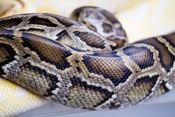 Snake skin close up