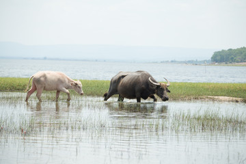 Fototapeta na wymiar water buffalo in thailand