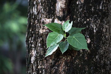 Little branch growing from big tree