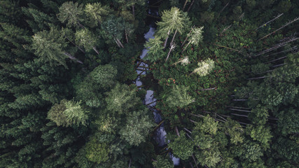 Aerial view of the Californian Redwood forest in the Otways forest, Victoria.