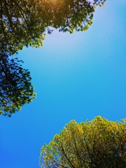 les pins de palombaggia 