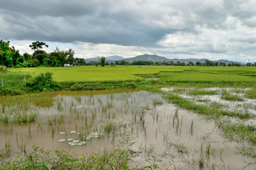 rice field in Vietnam, against the background of a hill and the sky covered with clouds.