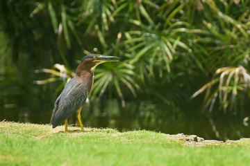 green heron on the shore of the pond, against the backdrop of tropical green vegetation
