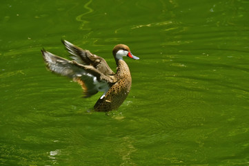 duck, with raised wings, at the moment of take-off from the surface of the lake