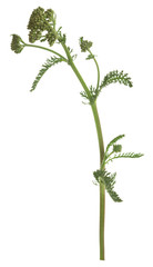 Fototapeta premium Common yarrow, Achillea millefolium plant not yet in bloom isolated on white background