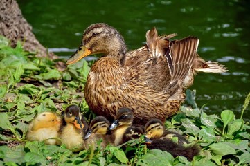 little ducklings and mom duck on spring green grass, against the background of a tree trunk and lake water