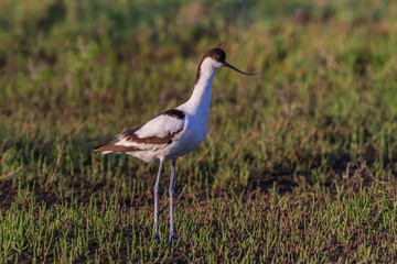Pied Avocet (Recurvirostra avosetta)